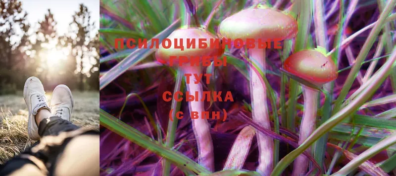 Галлюциногенные грибы Psilocybine cubensis  Сим 